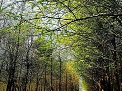 -金山嘴渔村
