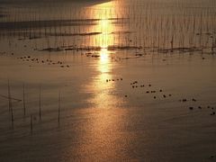 -北岐滩涂