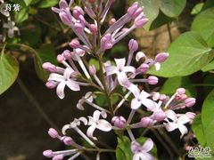 -济南国际园博园