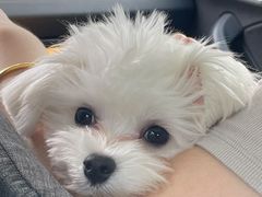 -多乐狗狗宠物训练工作室