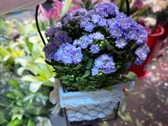 -循礼门鲜花花市(武汉循礼门店)