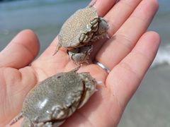 -红月湾海鲜饭店•沙滩海景(双月湾店)