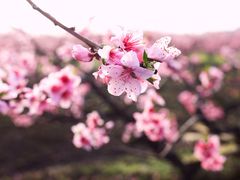 -南汇桃花村