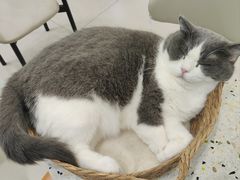 -安格丽娜·狗咖·猫咖羊驼咖(春熙路百盛商场店)
