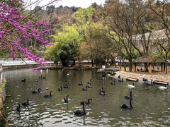 -黔灵山公园