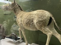 -国家自然博物馆