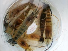 -小象钓虾·营地烧烤(洛溪店)