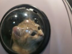 -兵哥豌豆面(雅颂居店)