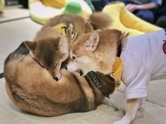 -逗柴咖啡屋·狗咖猫咖宠物桌游