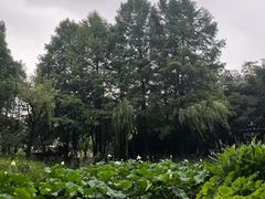 -陈家山荷花公园
