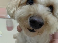 -全心全意连锁动物医院·微创中心·内科急重症·心脏专科(丰管路店)