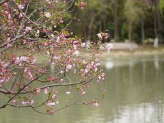 -顾村公园