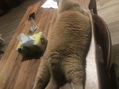 -东方名猫馆·英短金渐层布偶猫舍(环线广场1号楼店)