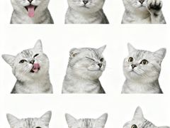 -乖乖宠物医院·猫科·骨科·24小时(云岗分院)