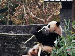 -都江堰中华大熊猫苑