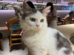 -more than meow吴止猫主题餐厅(承德 中船汇店)