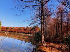 -上海海湾国家森林公园