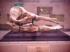 -陕西自然博物馆