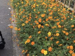 -前小桔亲子创意农场·草莓采摘·露营烧烤