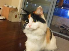 -北京赛佳动物医院