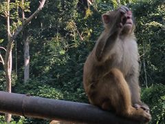 -西双版纳原始森林公园