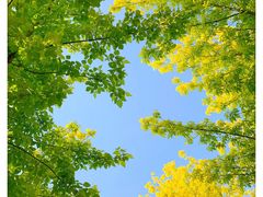 -北京国际鲜花港