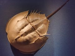 -浙江自然博物院(杭州馆)