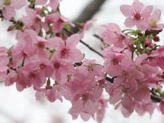 -天适樱花悠乐园