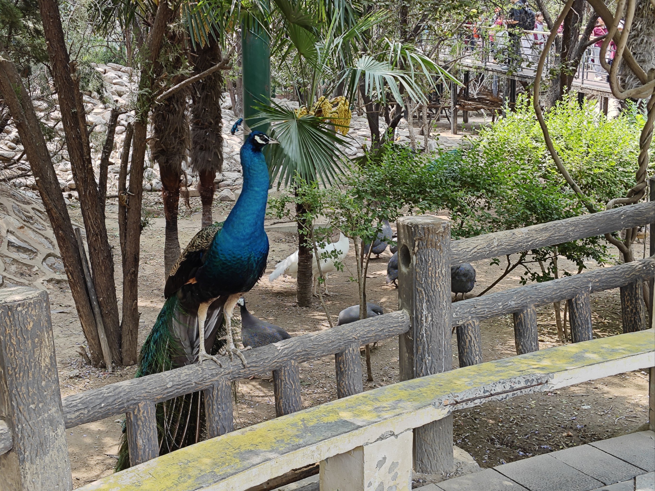 🦚感觉可以欣赏孔雀一整个下午