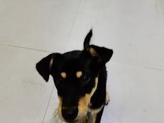 -派特宠物医院(圆融广场店)