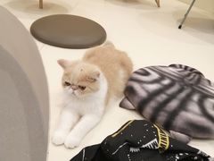 -飞行喵MR PILOT|猫舍·猫咖(静安大融城店)