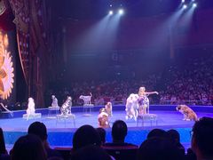 -珠海横琴长隆《卡卡虎奇遇记》