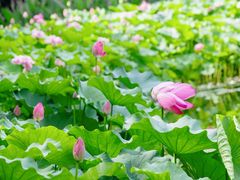 -陈家山荷花公园