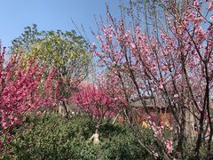 -沙市市中山公园