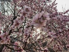-桃花堤公园