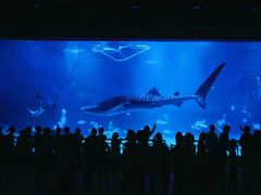 -烟台海昌鲸鲨海洋公园