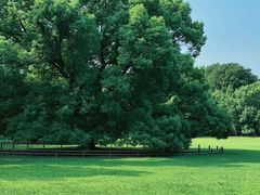 -上海共青森林公园