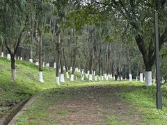 -铁山坪森林公园