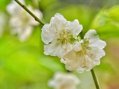 -桃花涧