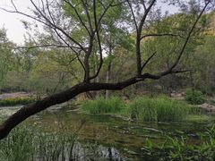 -白水寺森林公园