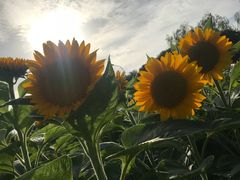 -艾溪湖湿地公园