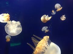 -台州海洋世界