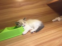 -猫十亿·布偶金渐层·曼基康矮脚猫舍(青年路店)