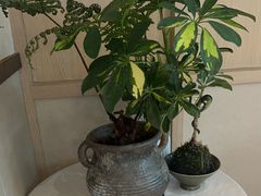 -周家二小姐的菜·扬州菜·香炒蟹·狮子头(江都金鹰店)