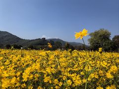 -径山花海