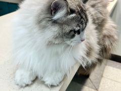 -睿金宠物医院·CT·肿瘤·骨外科