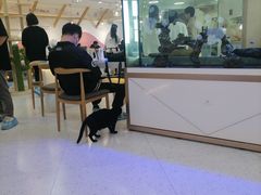 -喵园·猫主题咖啡厅·撸猫·猫咖(国贸店)