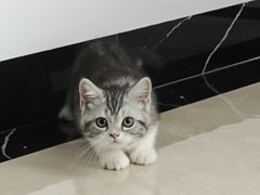 -lincat·猫舍(广州店)