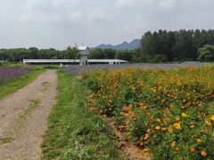 -北京东方普罗旺斯薰衣草庄园
