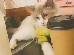 -猫爷宠物生活馆·撸猫馆